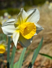 yellow daffodil flower
