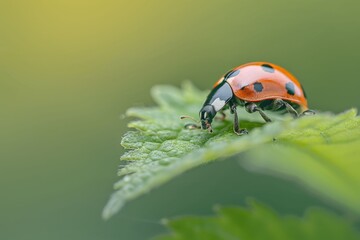 Fototapeta premium Two Ladybugs on Cherry Blossom Branches - Generative AI. Beautiful simple AI generated image in 4K, unique.