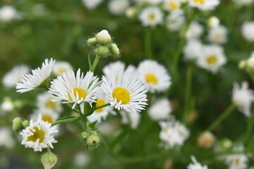White daisies
