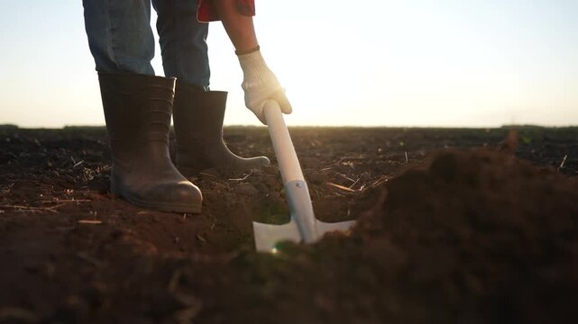 The farmer is digging the field with shovel. garden soil dig concept. a farmer digs the soil with a shovel into the ground with his feet. a farmer lifestyle with his legs shoveling a field.
