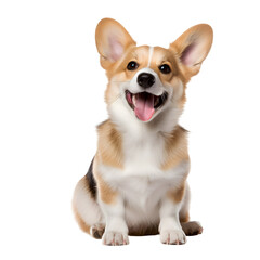 Obraz premium Happy welsh corgi sitting and smiling, studio shot, isolated