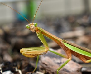 green praying mantis