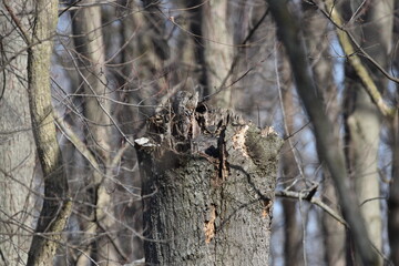 Camouflaged Owl