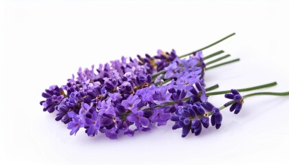 lavender separate flowers isolated on a white background