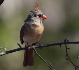 Female Cardinal