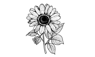 black and white dahlia