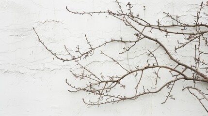 A barren tree branch against a textured, off-white wall creates a minimalist, serene, and somewhat introspective scene.