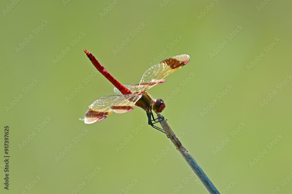 Canvas Prints Gebänderte Heidelibelle - Männchen // Banded darter - male (Sympetrum pedemontanum) - Körös-Maros-Nationalpark, Ungarn