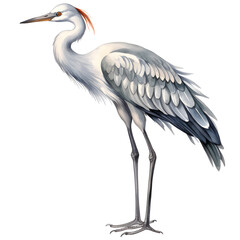 Obraz premium Watercolour painting of standing crane bird, side view, clipart isolated