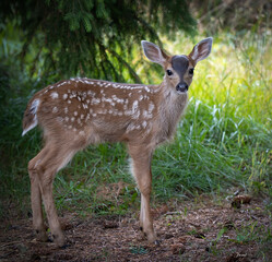 Baby deer