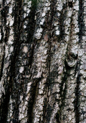 It is the bark of a tree.