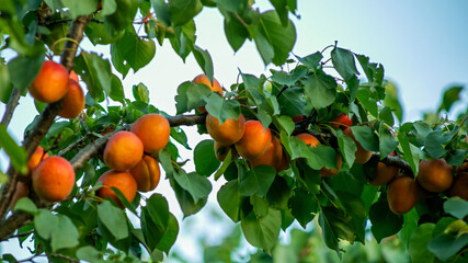 Ripe apricots on tree branches symbolize summer harvest and fresh produce in a thriving orchard