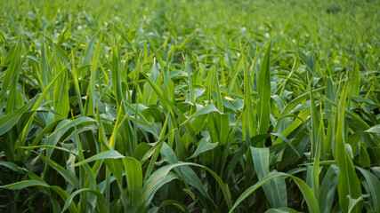 Obraz premium Close-up of healthy green cornfield in summer, symbolizing sustainable agriculture and growth