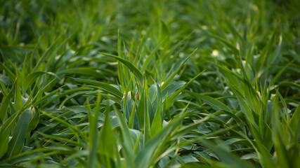Close-up of lush green cornfield, perfect for agricultural themes or sustainability concepts during harvest season