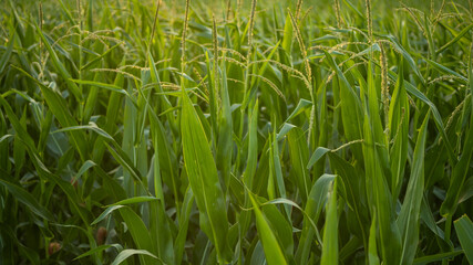 Lush green cornfield in summer, representing the concept of agriculture and food production sustainability