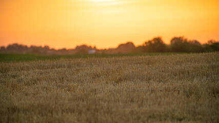 Golden sunset over a harvested wheat field symbolizes autumn harvest and the Thanksgiving season