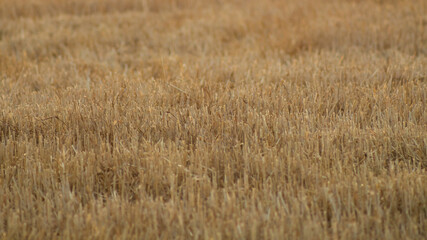 A vast harvested wheat field symbolizes agricultural productivity and the autumn harvest season