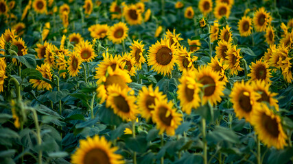 A vibrant sunflower field in full bloom symbolizes summer, environmental awareness, and happiness