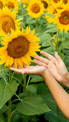 Hands gently holding a vibrant sunflower in a blooming field, representing environmental care and appreciation for nature