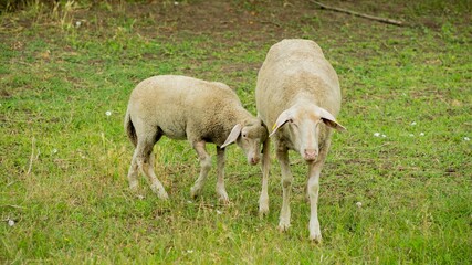 Obraz premium A mother sheep and her lamb graze on a lush green field, symbolizing rural life and nurturing care