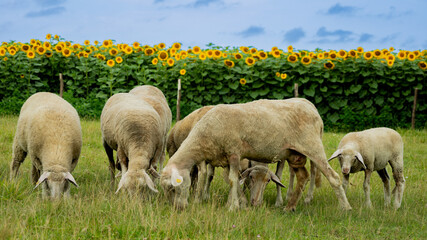 Obraz premium A flock of sheep grazing in a green meadow with a vibrant sunflower field backdrop, representing agriculture and rural life