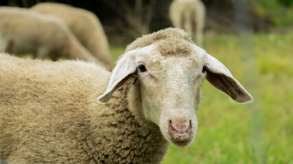 A close-up of a sheep grazing in a green field, symbolizing rural agriculture and peaceful farm life
