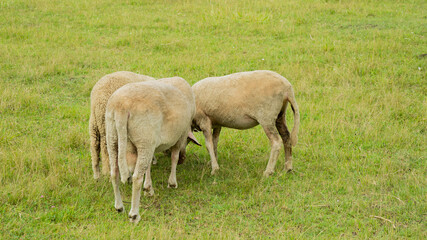 Obraz premium Three sheep grazing on green grass in a meadow on a summer day, illustrating rural farming and livestock management