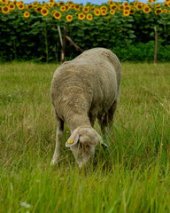 A sheep grazes in a lush green field with a backdrop of vibrant sunflowers in summer, representing rural tranquility
