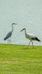 A white stork and a grey heron on a lush lakeside lawn, symbolizing nature conservation and biodiversity