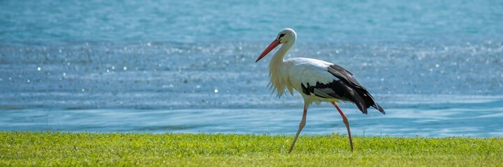 A lone white stork walks along a lakeside shore, representing tranquility and nature conservation themes