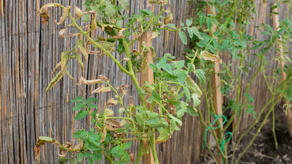 Tomato plants suffering from blight disease in a garden, illustrating a common gardening issue...