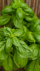 Fresh green basil leaves growing in a garden, ideal for summer recipes and healthy organic cooking concepts