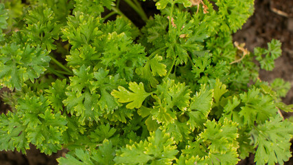 Fresh parsley plant growing in a garden bed, symbolizing natural healthy cooking ingredients and organic gardening