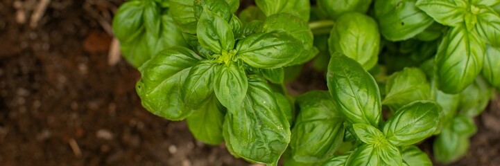 Fresh green basil plant in a garden, ideal for healthy cooking and organic gardening