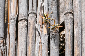 Two wasps building a nest on wooden bamboo poles, highlighting the concept of insect habitats and pest control challenges