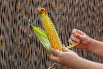 Person peeling fresh corn cob, highlighting agricultural harvest; concept related to farming and...