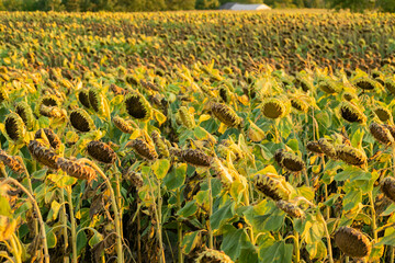 A vast sunflower field under a late summer sunset, epitomizing agricultural abundance and harvest...