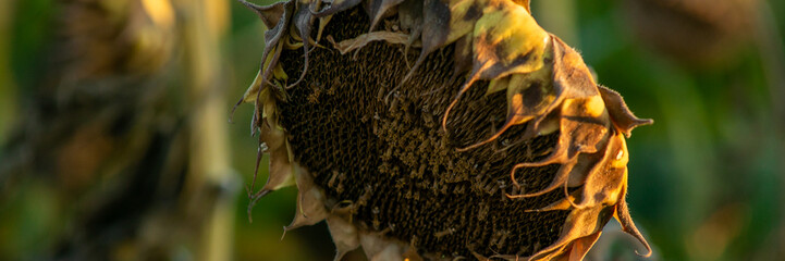 A close-up of a withered sunflower head symbolizing the end of summer and the harvest season
