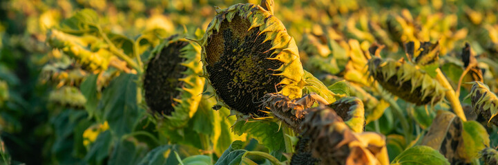 Withering sunflowers in a dry field symbolize the pressing issue of climate change and its impact on agriculture