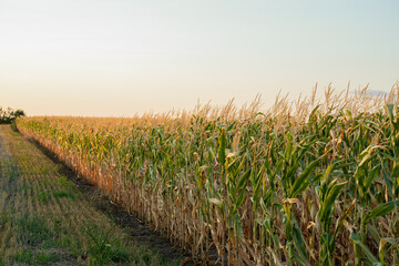 Obraz premium A golden cornfield at sunset represents agricultural abundance and celebrates the autumn harvest season