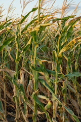 Close-up of a mature cornfield during sunset, symbolizing harvest season and agricultural abundance in rural areas