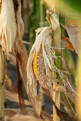 Close-up of damaged corn on the cob in a field highlighting agricultural pest problems affecting...