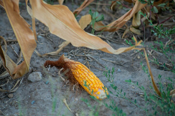 A dried corn cob lying on the ground symbolizes agricultural challenges during the harvest season