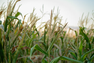Close-up of a green cornfield representing agriculture and harvest season during summer, emphasizing the growth and cultivation process