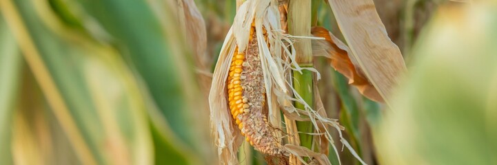 Dried corn on a stalk signifies agricultural challenges and crop failure in the midst of an autumn...