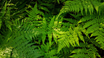 Lush green fern leaves create a dense undergrowth, symbolizing Earth Day and environmental conservation
