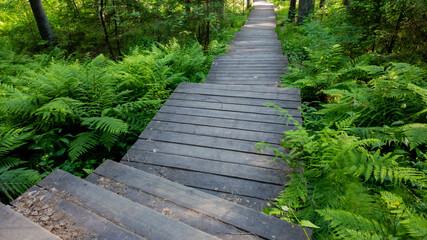 Obraz premium Wooden boardwalk through lush green forest representing the concept of nature trails or hiking adventures, perfect for eco-tourism