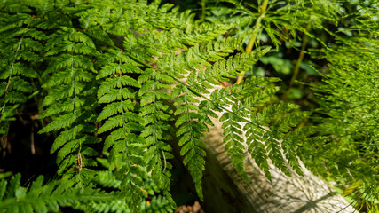 Lush green fern leaves bathed in sunlight, symbolizing the beauty and tranquility of nature and Earth Day celebrations