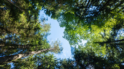A serene upward view of a lush green forest canopy under a clear blue sky, representing Earth Day and environmental conservation