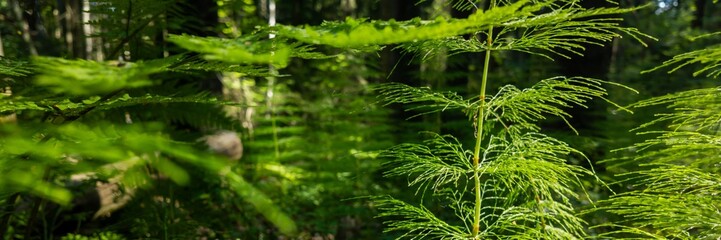 Close-up of lush green foliage in a forest, perfect for Earth Day themes or environmental preservation concepts